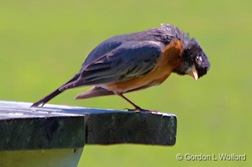 Robin On A Picnic Table_00149.jpg - Photographed near Carleton Place, Ontario, Canada.